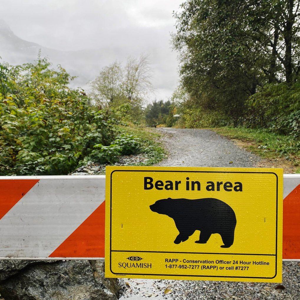 Grizzly bear attacks pair of hikers near Prince George, B.C.